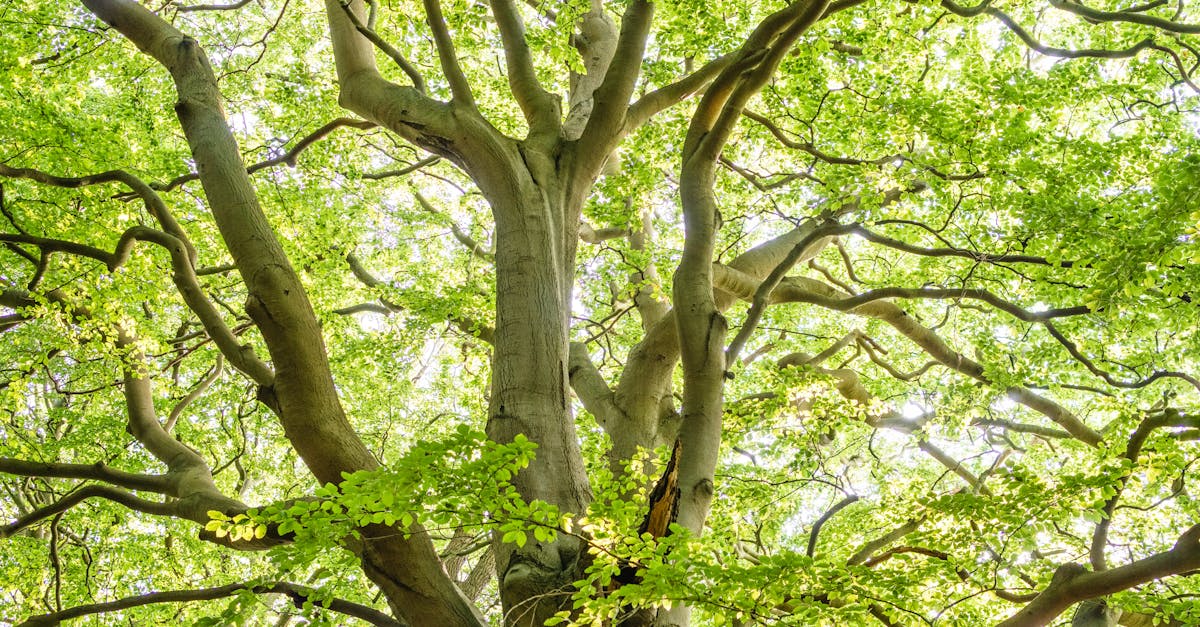 How much does it cost to cut down a tree near me?